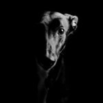 ফাঁসির আগে বঙ্গবন্ধুর খুনি মাজেদ কি বলেছিলেন ?