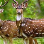 এম সি কলেজের মাস্টার্স পড়ুয়া ছাত্রীর আত্মহত্যা