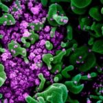 ৭৫ কোটি টাকার সাপের বিষ উদ্ধার।