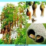 কেমুসাস চতুর্দশ বইমেলা শুরু।