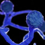 হালাল পণ্যের সার্টিফিকেট দেবে বিএসটিআই।