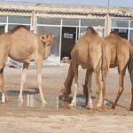 ১৭ মে থেকে প্রত্যাহার হচ্ছে যুক্তরাজ্যে লকডাউন।