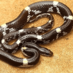 স্বল্প পরিসরে পালিত হলো পবিত্র হজ্ব।