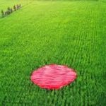 ফাইজার-মডার্নার টিকার সঙ্গে হৃদযন্ত্রে প্রদাহের সম্পর্ক রয়েছে: ইএমএ।