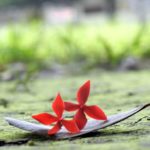 মুশফিকের নতুন রেকর্ড !